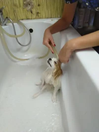 zookaprizstyle