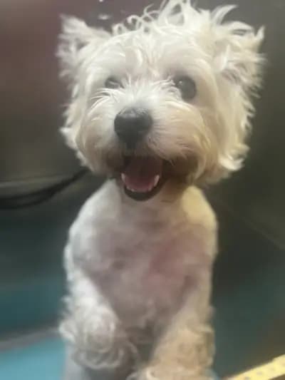 Pet Grooming Studio 55