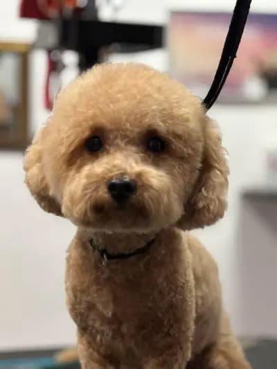 Pet Grooming Studio 55