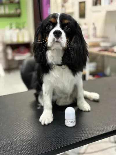 Pet Grooming Studio 55