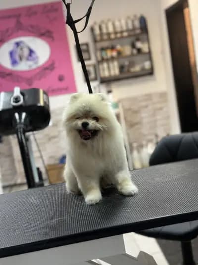 Pet Grooming Studio 55