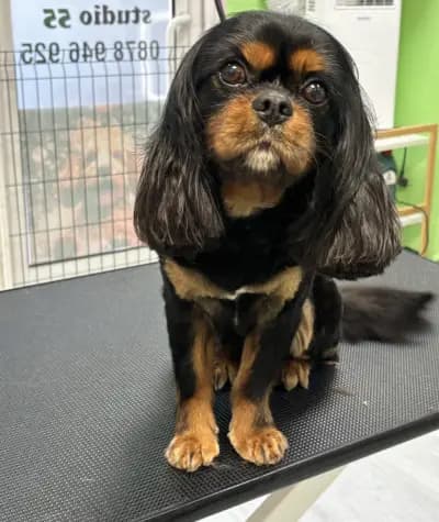 Pet Grooming Studio 55