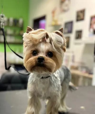 Pet Grooming Studio 55