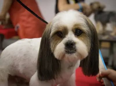 Pet Grooming Studio 55