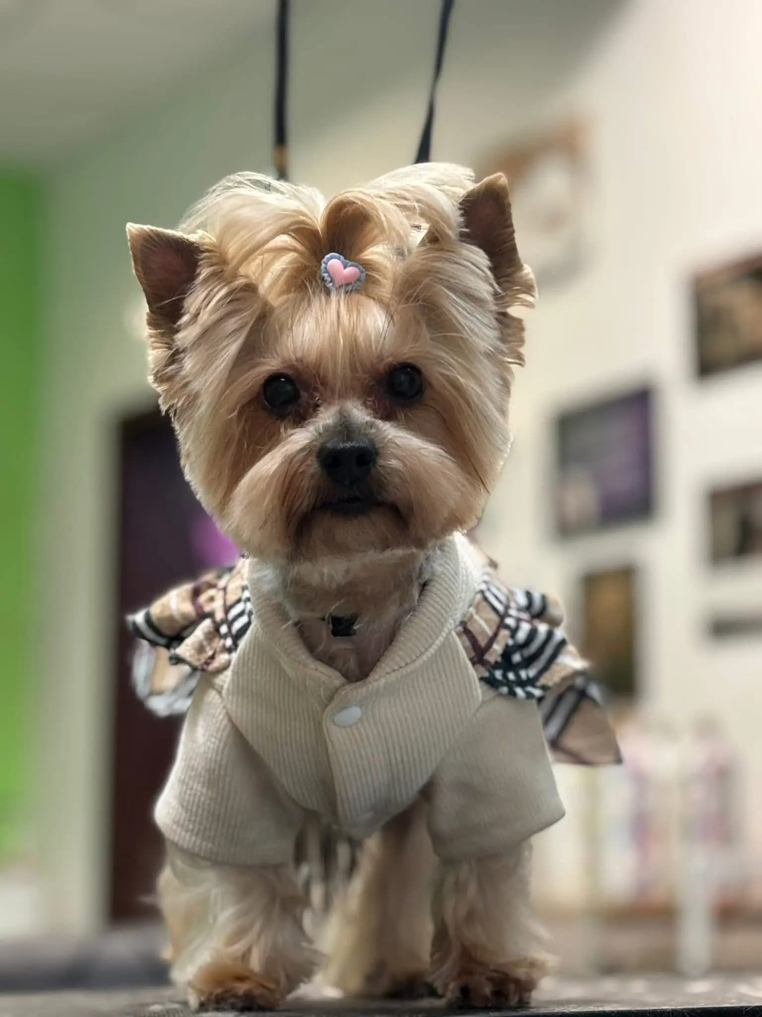 Pet Grooming Studio 55