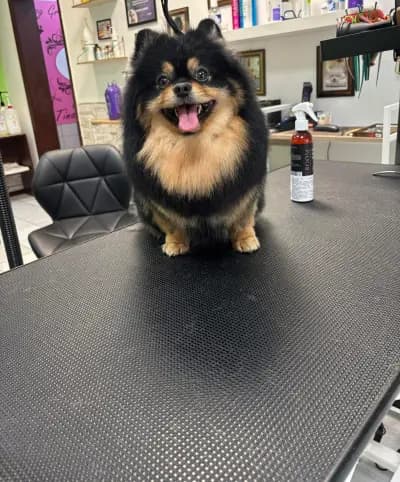 Pet Grooming Studio 55