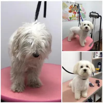 Felix dogs І Професионален груминг І Фризьорски салон І СПА център за кучета І София