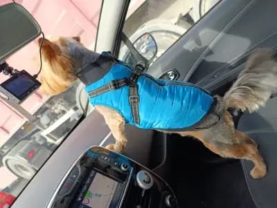 Felix dogs І Професионален груминг І Фризьорски салон І СПА център за кучета І София
