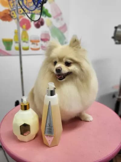 Felix dogs І Професионален груминг І Фризьорски салон І СПА център за кучета І София