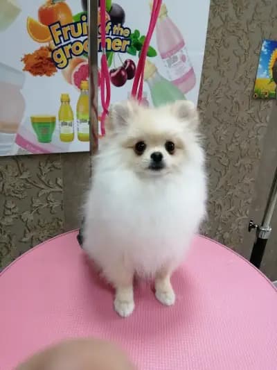 Felix dogs І Рязане на нокти І Почистване на уши и зъбен камък І Къпане І Сушене и Подстригване