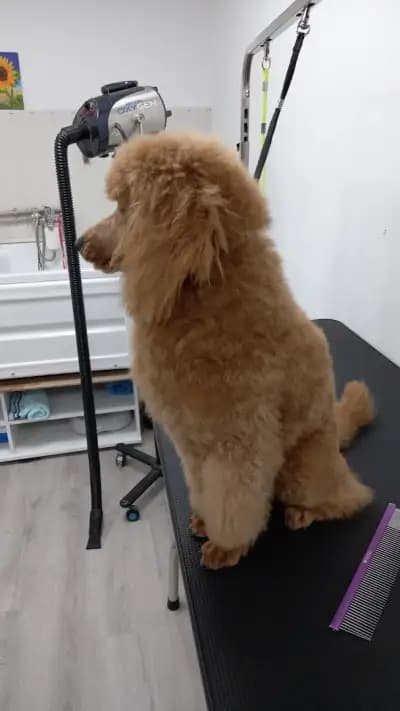 Felix dogs І Рязане на нокти І Почистване на уши и зъбен камък І Къпане І Сушене и Подстригване