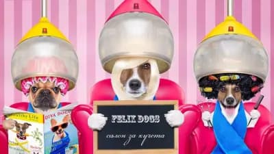 Felix dogs І Рязане на нокти І Почистване на уши и зъбен камък І Къпане І Сушене и Подстригване