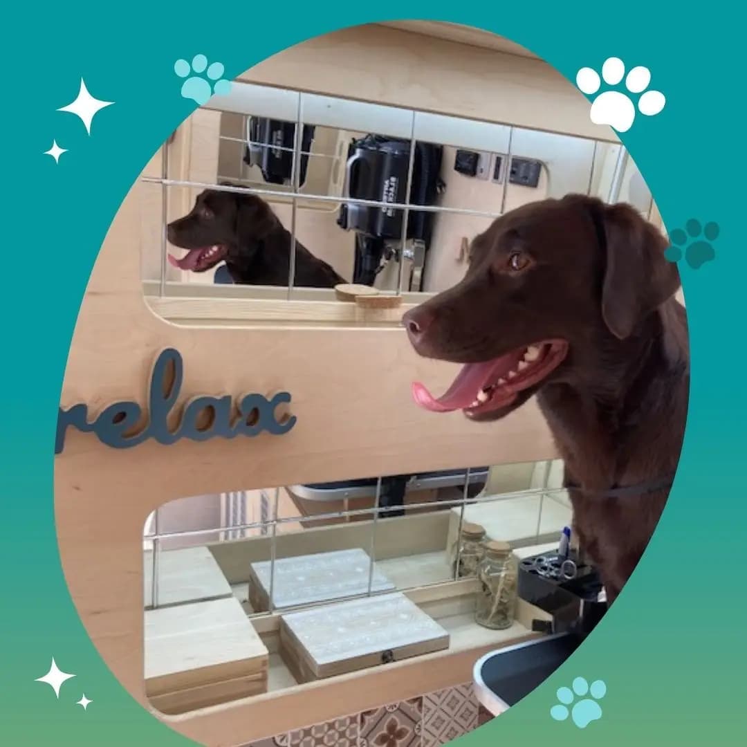 Paw-Paw Grooming Salon On Wheels
