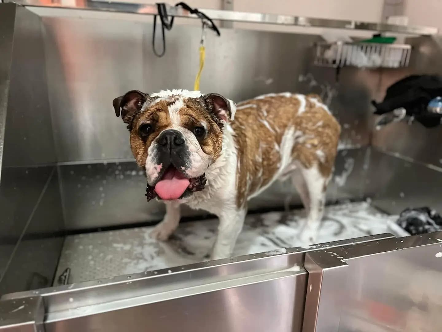 Dog Sense Grooming І Фризьорски салон за кучета І София