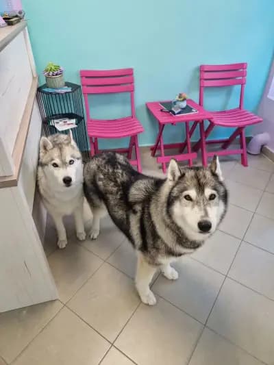 Sisters' Grooming Salon