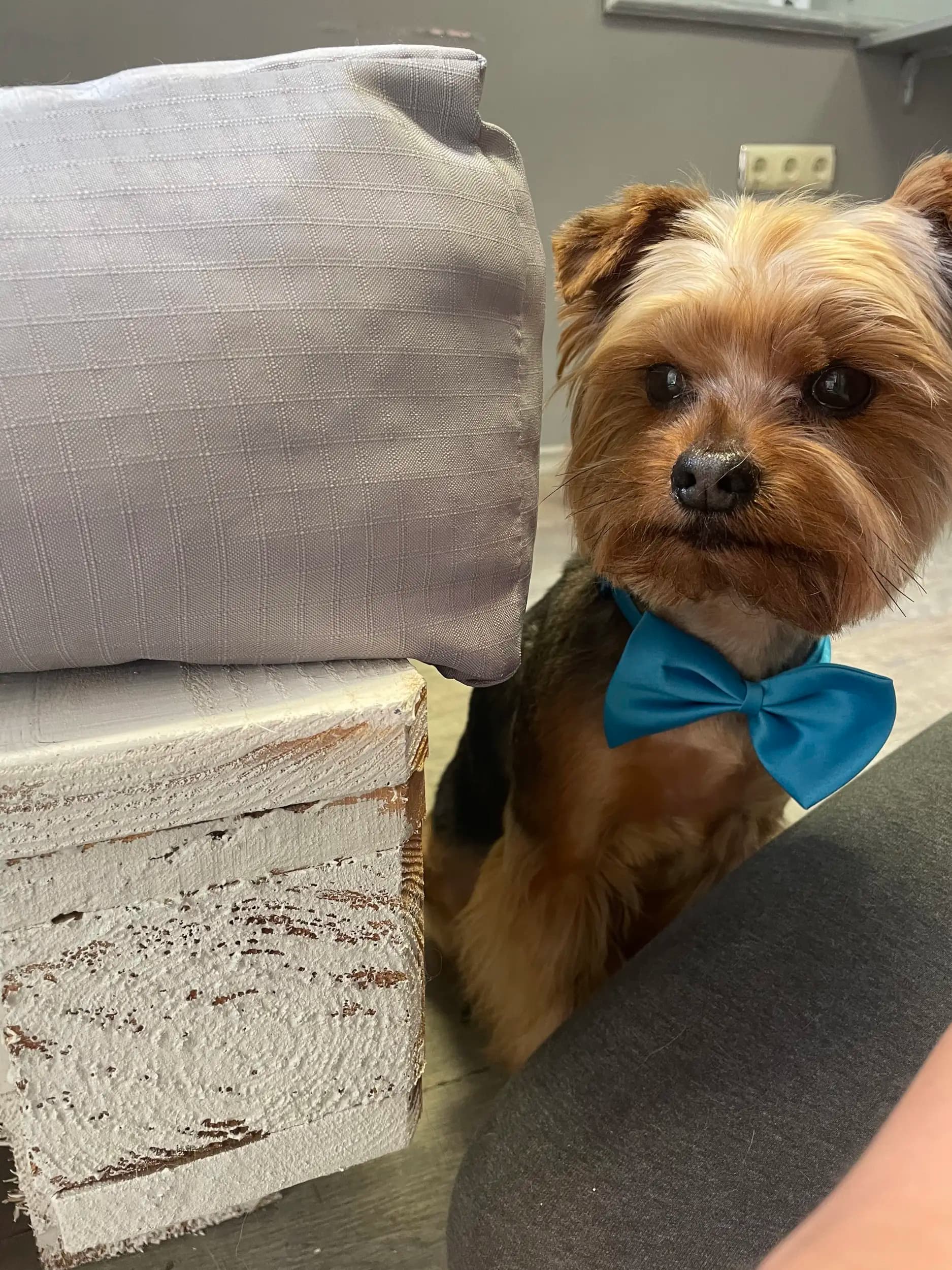 Pet house - grooming and shop