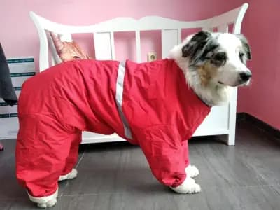 Салон за домашни любимци, Pet Grooming RP , подстригване на кучета и котки