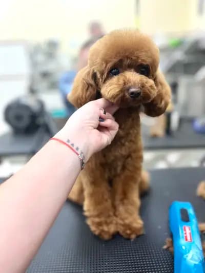 Polly’s grooming place