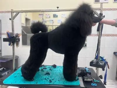 Polly’s grooming place