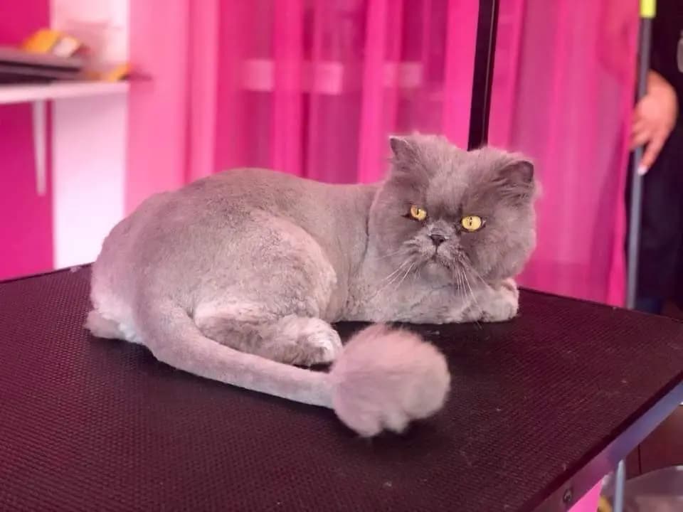 Зооцентър PuppyLand