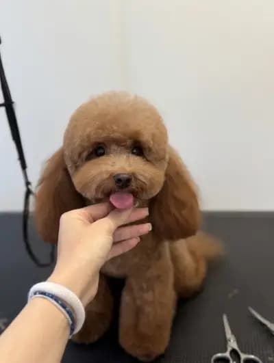 Bark N’ Bath Grooming Lounge