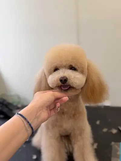 Bark N’ Bath Grooming Lounge