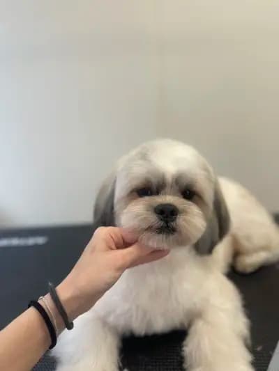 Bark N’ Bath Grooming Lounge