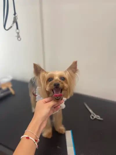 Bark N’ Bath Grooming Lounge