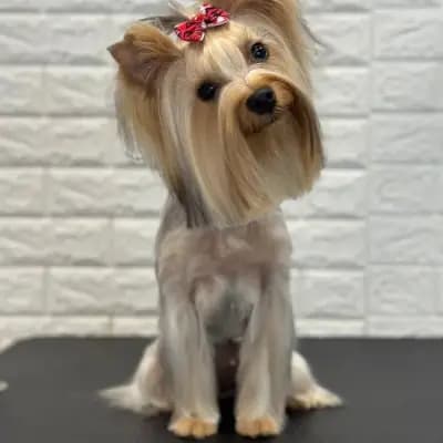 Груминг Салон - "Bubbles Dog Grooming"