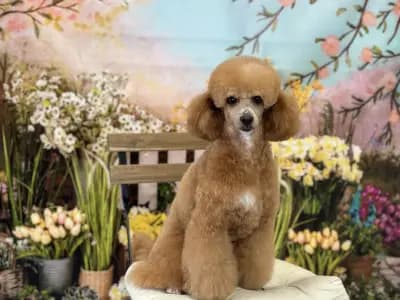 Груминг Салон - "Bubbles Dog Grooming"