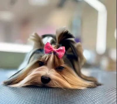 Груминг Салон - "Bubbles Dog Grooming"