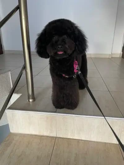 Груминг Салон - "Bubbles Dog Grooming"