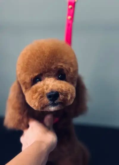 Груминг Салон - "Bubbles Dog Grooming"
