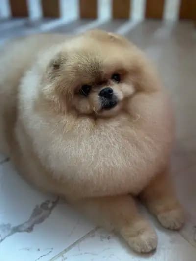 Груминг Салон - "Bubbles Dog Grooming"