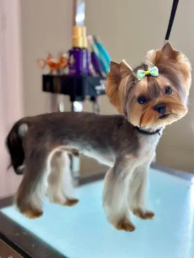 Груминг Салон - "Bubbles Dog Grooming"