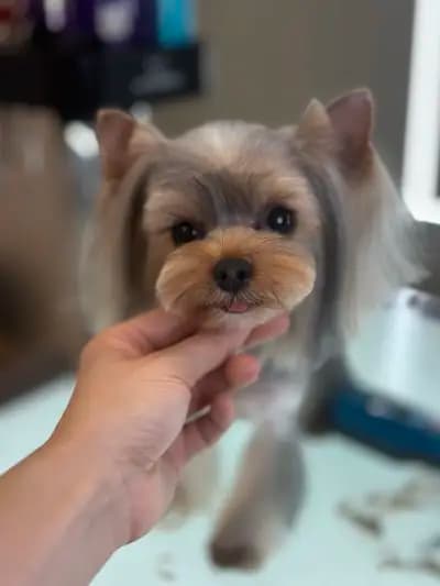 Груминг Салон - "Bubbles Dog Grooming"