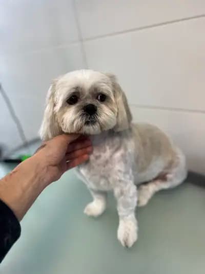 Груминг салон Yuppy Puppy