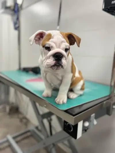 Груминг салон Yuppy Puppy