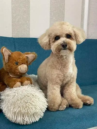 Груминг салон Yuppy Puppy