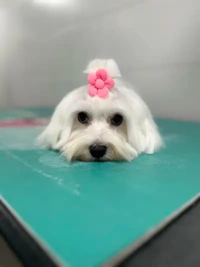 Груминг салон Yuppy Puppy