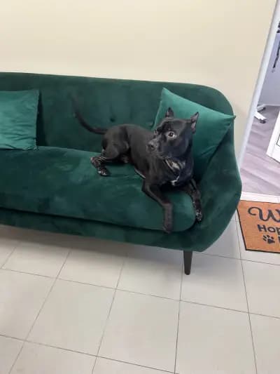 Груминг салон Yuppy Puppy