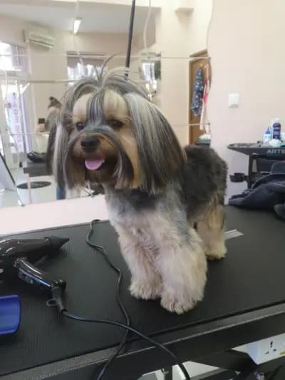 Grooming Studio Fluffy