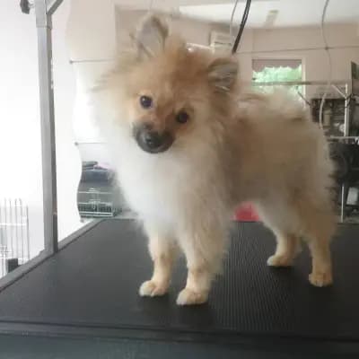 Grooming Studio Fluffy