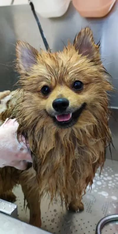 Grooming Studio Fluffy