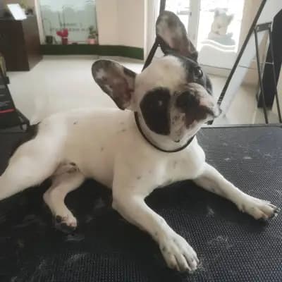 Grooming Studio Fluffy
