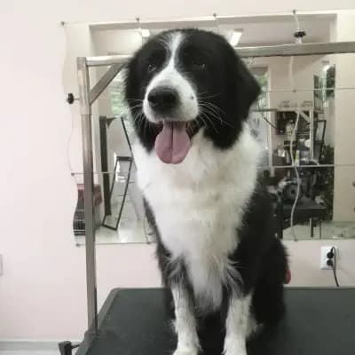 Grooming Studio Fluffy