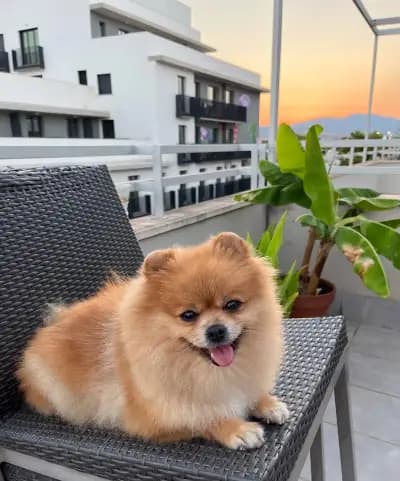 Груминг салон El Caniche
