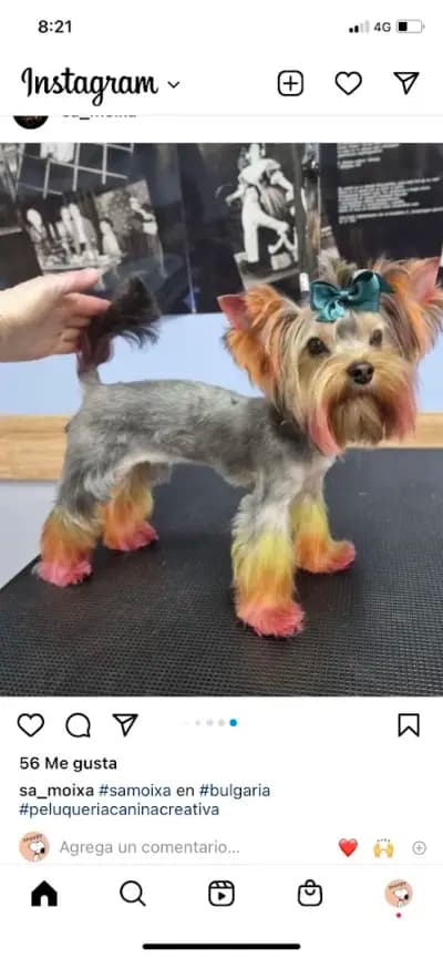 Груминг салон El Caniche