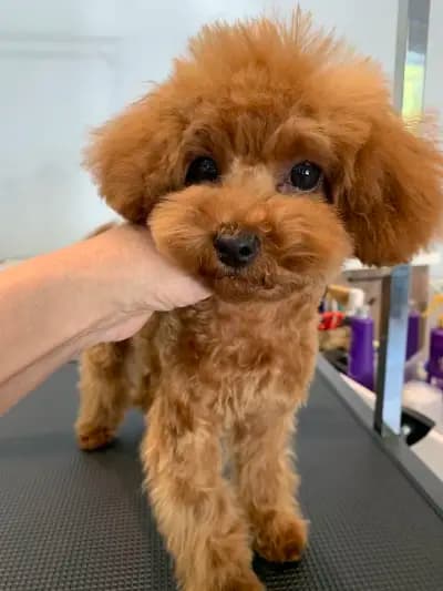 Груминг салон El Caniche