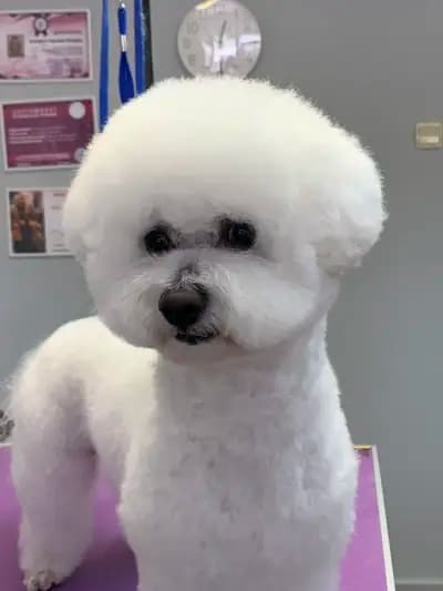 Груминг салон El Caniche